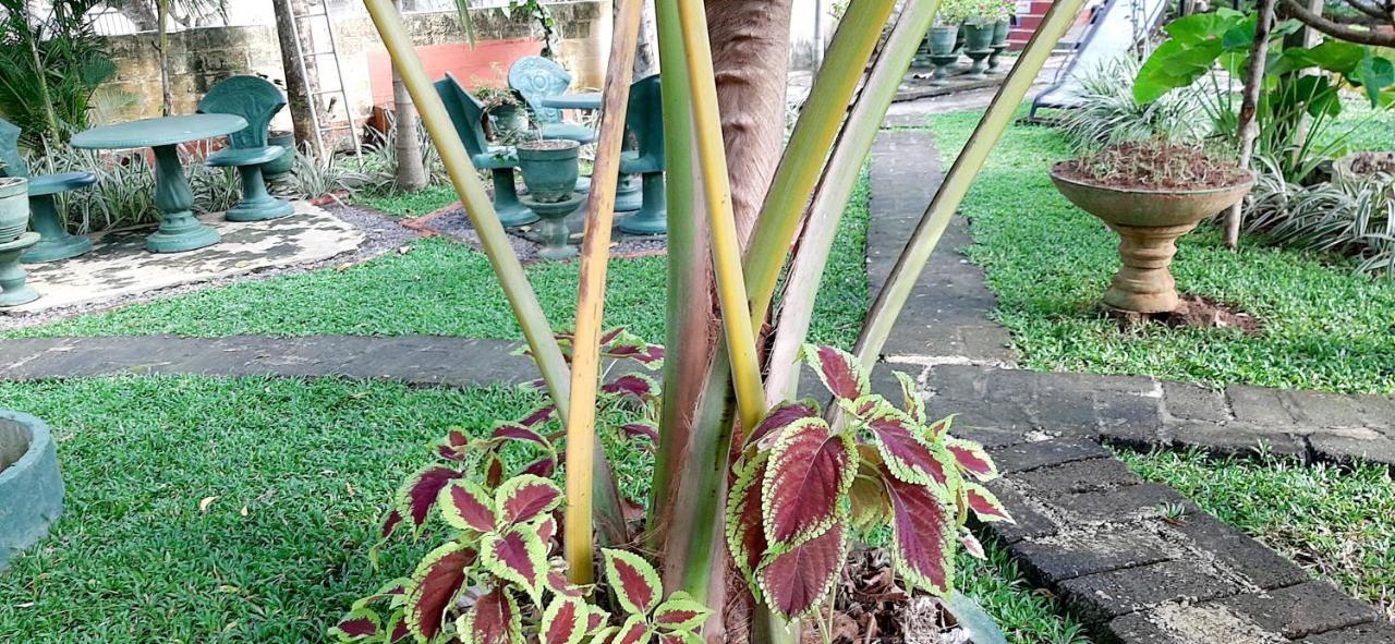 Cinnamon Garden - Hiriketiya Dikwella Exteriör bild